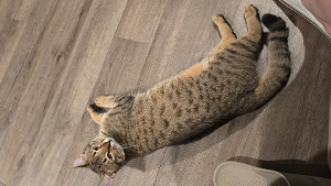 Lost Pet: Kiwi