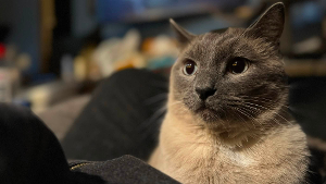 Lost Pet: Lord Byron