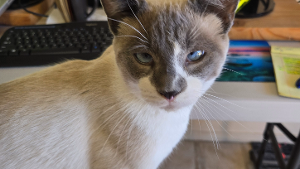 Lost Pet: Jace (Pronounced Jaycee)