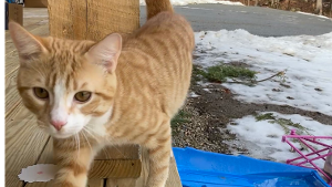 Lost Pet: Leif