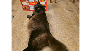 Lost Pet: Koryun