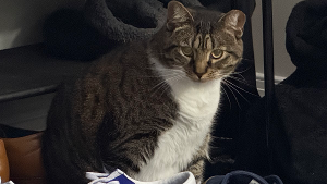 Lost Pet: Effie