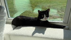 Lost Pet: Lucas