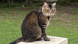 Lost Pet: Taco Bill McCarty
