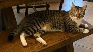 Lost Pet: Mazie