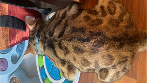 Lost Pet: Eevee