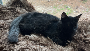 Lost Pet: Edgar