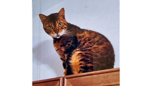 Lost Pet: Ernie