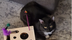 Lost Pet: Finn