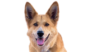 Lost Pet: Sadie