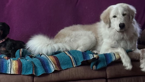Lost Pet: Whiskey