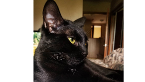 Lost Pet: Bella (formerly Little Black)