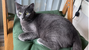 Lost Pet: Stormy