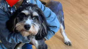 Lost Pet: Nolah