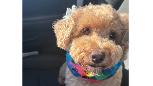 Lost Pet: Bella