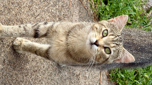 Lost Pet: Cypres