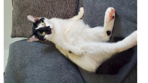 Lost Pet: Noodles
