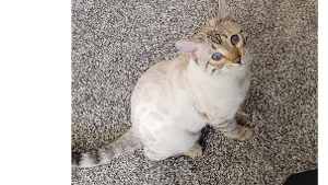 Lost Pet: Sailor