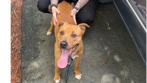 Lost Pet: Takoda
