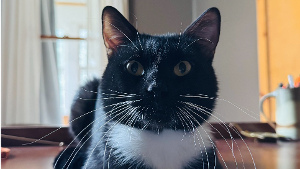 Lost Pet: Douglas