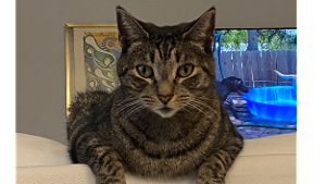 Lost Pet: Liz