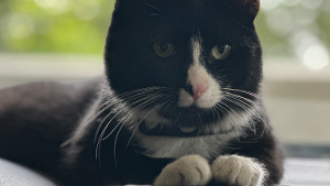 Lost Pet: Kiyoko