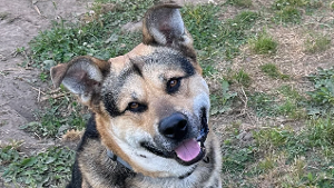 Lost Pet: Luther