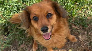 Lost Pet: Callie