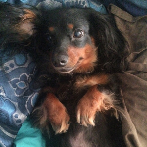 Lost Pet: Ruby