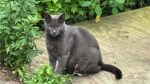 Lost Pet: Jubilee