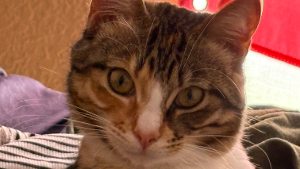 Lost Pet: Sully