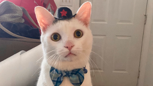 Lost Pet: Sonic