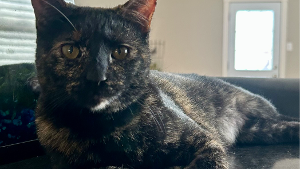 Lost Pet: Charli