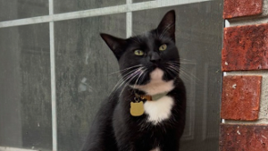 Lost Pet: Lucky