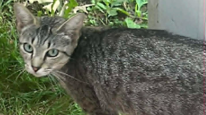 Lost Pet: Ellie