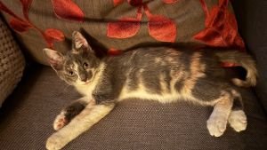 Lost Pet: Freyja