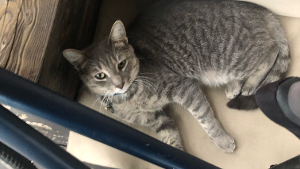 Lost Pet: Sylvester