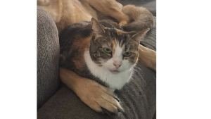Lost Pet: Stella
