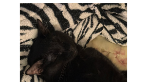 Lost Pet: Ebony