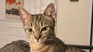 Lost Pet: Tina