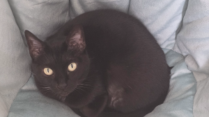 Lost Pet: Nyx
