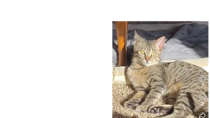 Lost Pet: Moxie