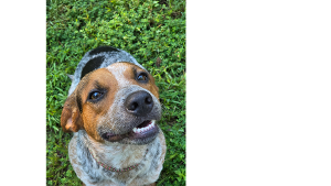 Lost Pet: WALKER