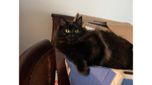 Lost Pet: Sabrina