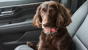 Lost Pet: Millie McQueeney