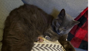 Lost Pet: Nala