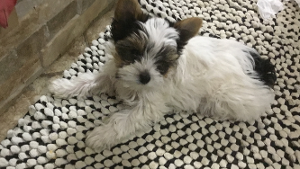 Lost Pet: Phoebe Mae