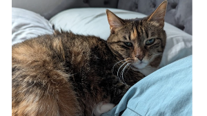Lost Pet: Bella