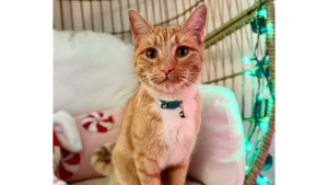 Lost Pet: Miso