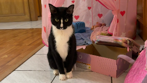 Lost Pet: Mittens